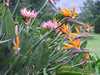 Kirstenbosch Botaniukus Kert, Protek s Strelcik