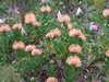 Kirstenbosch Botanikus Kert, Tprnaprotek