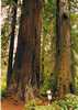Redwood NP California