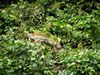 Iguana, Tortugero NP