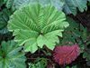 Gunnera sp. levele, Poas vulkn