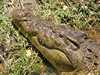 Krokodil a Chobe Nemzeti Parkban