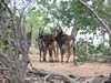 Maszkos antilopok a Chobe Nemzeti Parkban